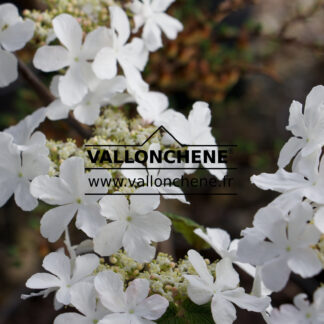 VIBURNUM furcatum en Mars