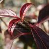VIBURNUM hillieri ‘Winton’ en Octobre VIBURNUM hillieri 'Winton' en Octobre
