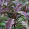 VIBURNUM hillieri ‘Winton’ en Septembre VIBURNUM hillieri 'Winton' en Septembre