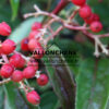 VIBURNUM hillieri ‘Winton’ en Septembre VIBURNUM hillieri 'Winton' en Septembre