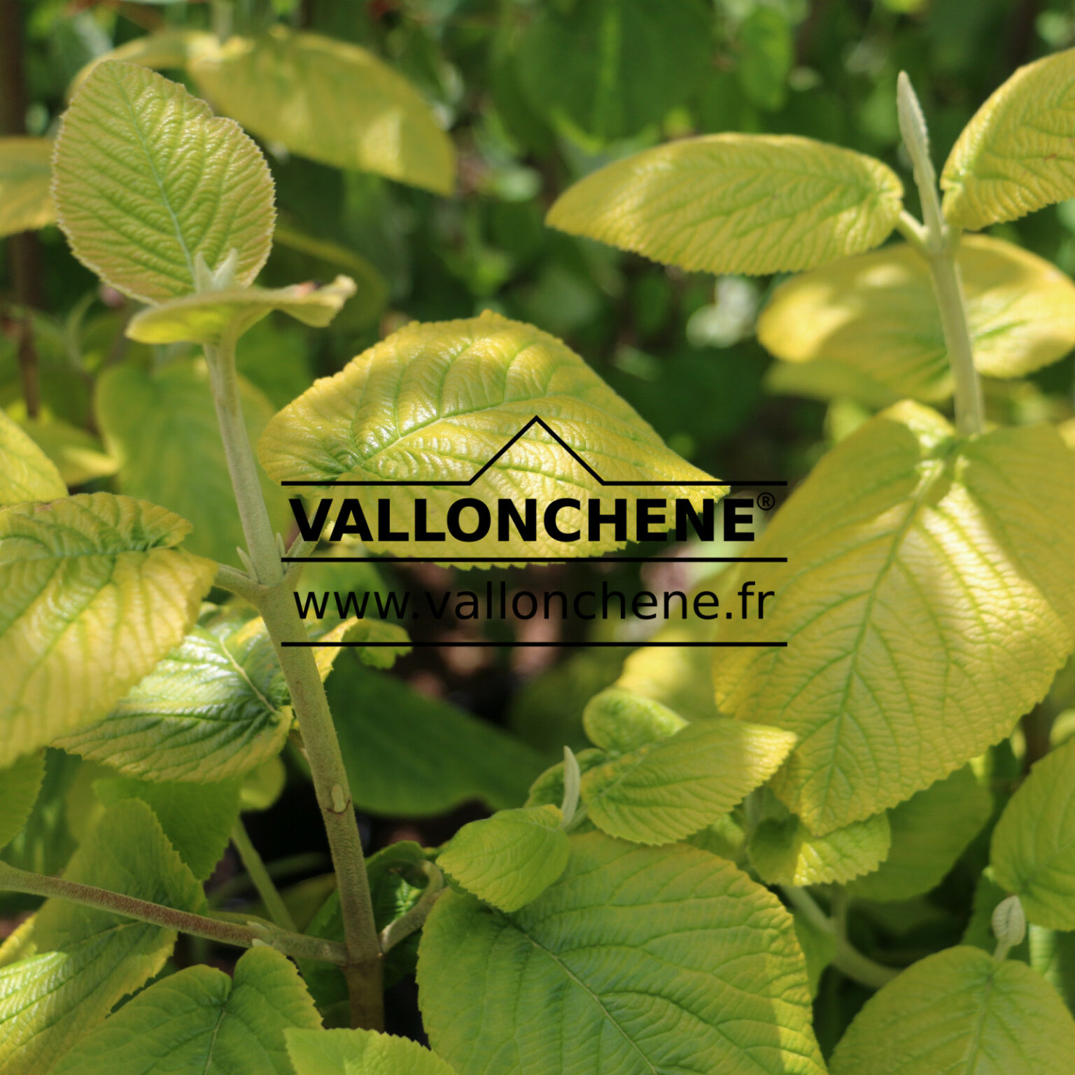 VIBURNUM lantana 'Aureum' Wayfarer