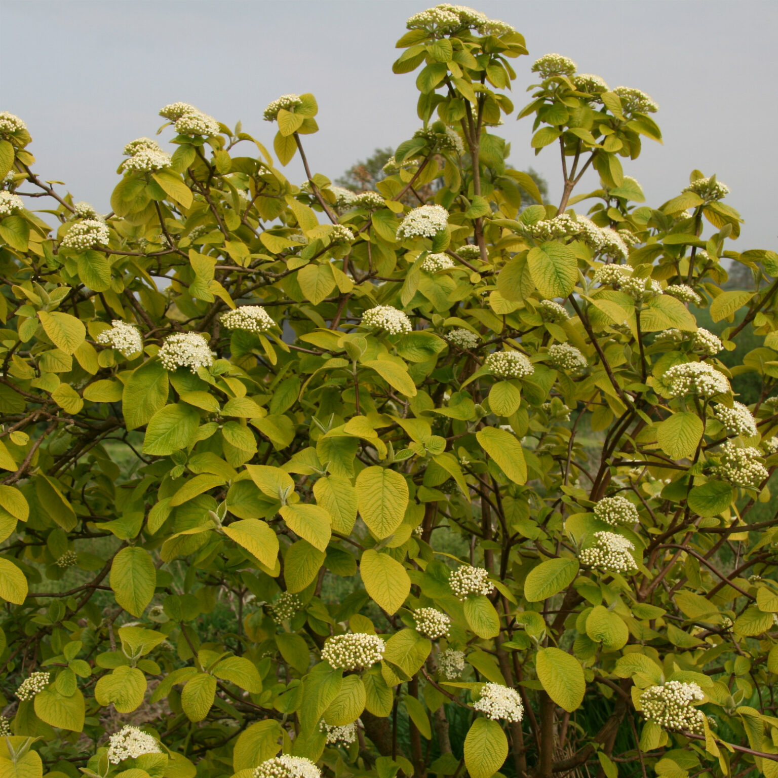 VIBURNUM lantana 'Aureum' Wayfarer