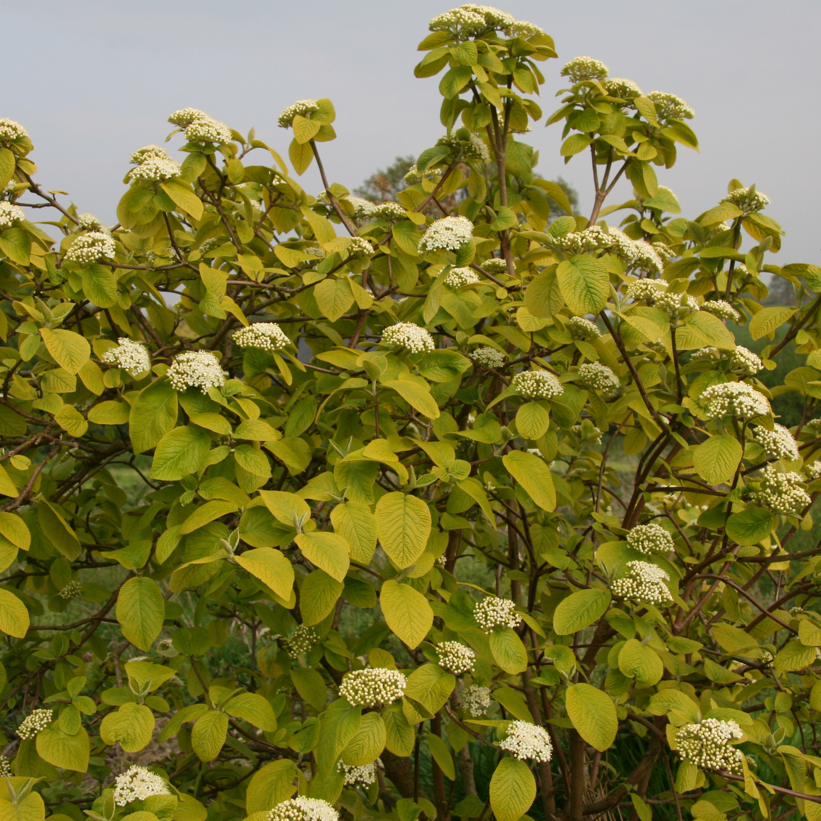 VIBURNUM lantana ‚Aureum‘ en Avril