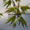 ACER palmatum ‘Koumyo Ji’ en Mars