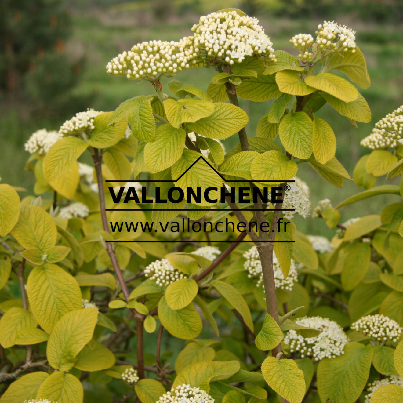 VIBURNUM lantana 'Aureum' Wayfarer