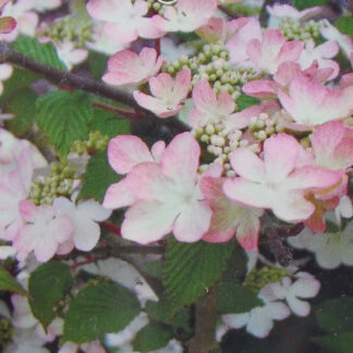 VIBURNUM plicatum 'Kilimandjaro Sunrise' (R) en Octobre