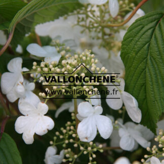 VIBURNUM plicatum 'Mariesii' en Mai