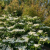 VIBURNUM plicatum ‘Mariesii’ en Abril VIBURNUM plicatum 'Mariesii' en Abril