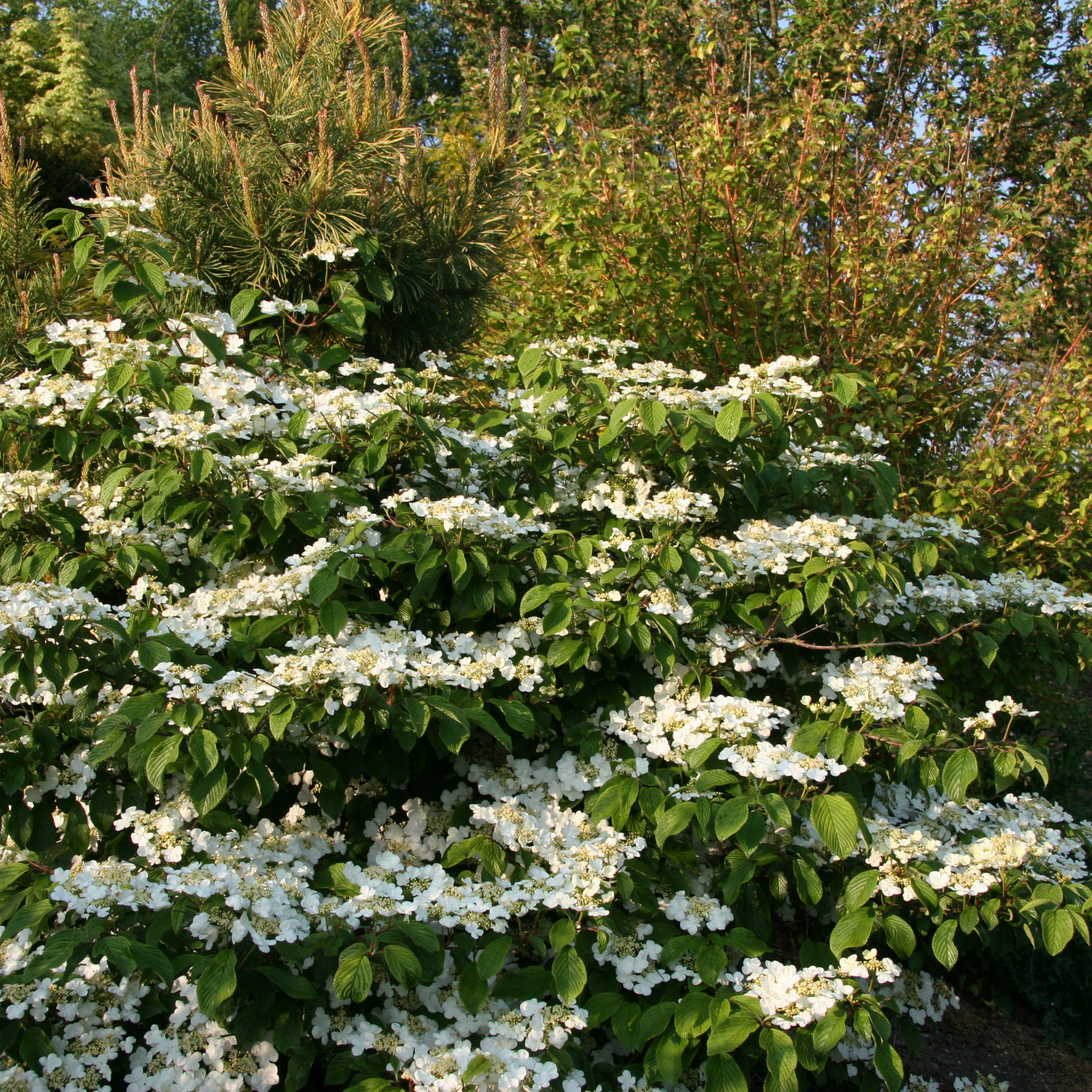 VIBURNUM plicatum 'Mariesii' en Avril