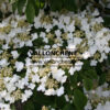 VIBURNUM plicatum ‘Mariesii’ en Abril VIBURNUM plicatum 'Mariesii' en Abril