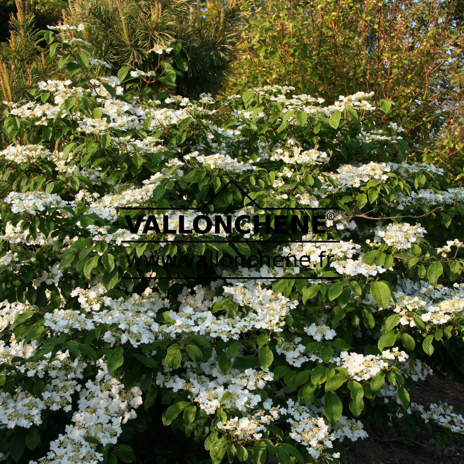 VIBURNUM plicatum ‘Mariesii Great Star’ en Avril