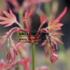 ACER palmatum ‘Koumyo Ji’ en Mars