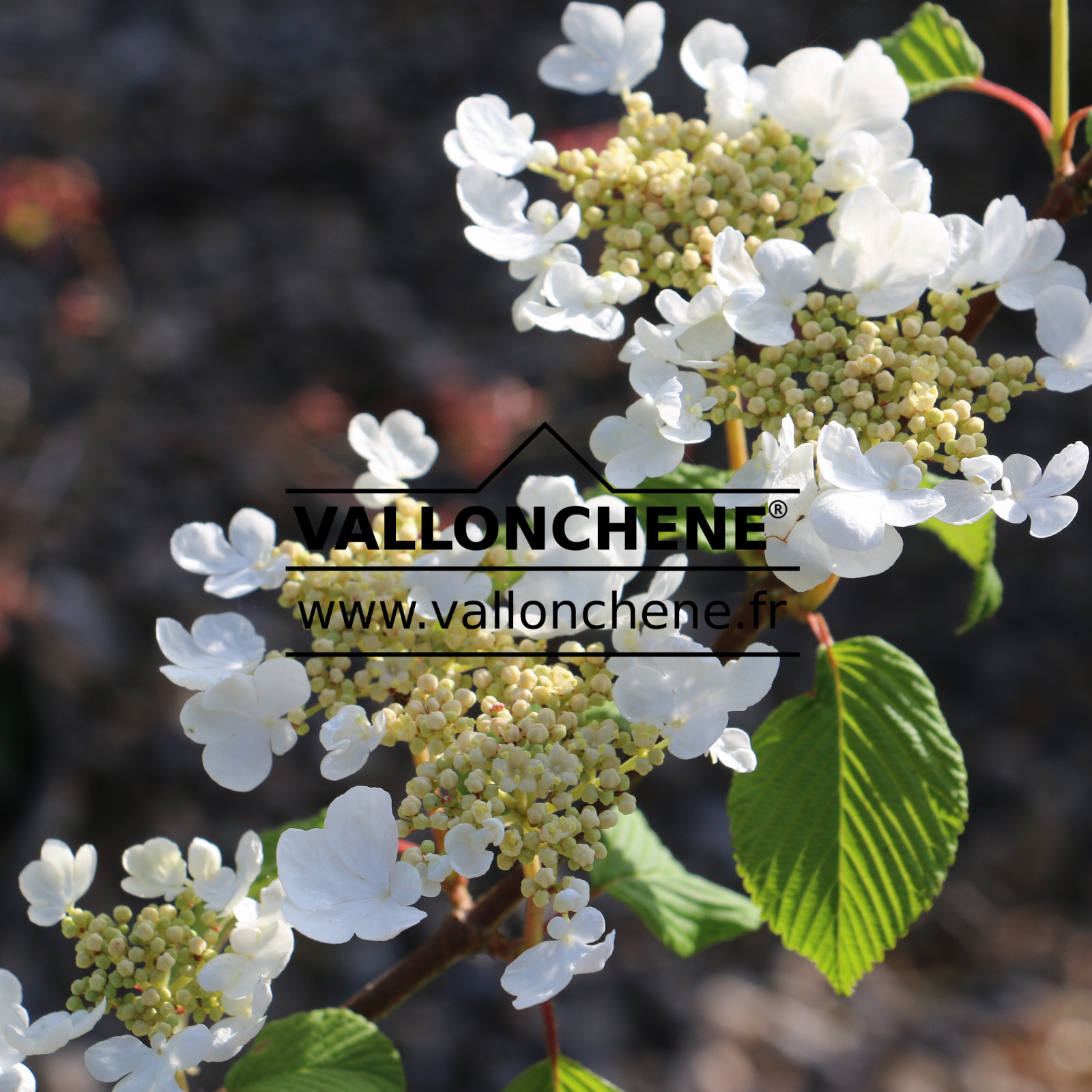 VIBURNUM plicatum ‘Mariesii Great Star’ en Mai