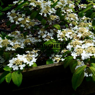 VIBURNUM plicatum tomentosum en Mai