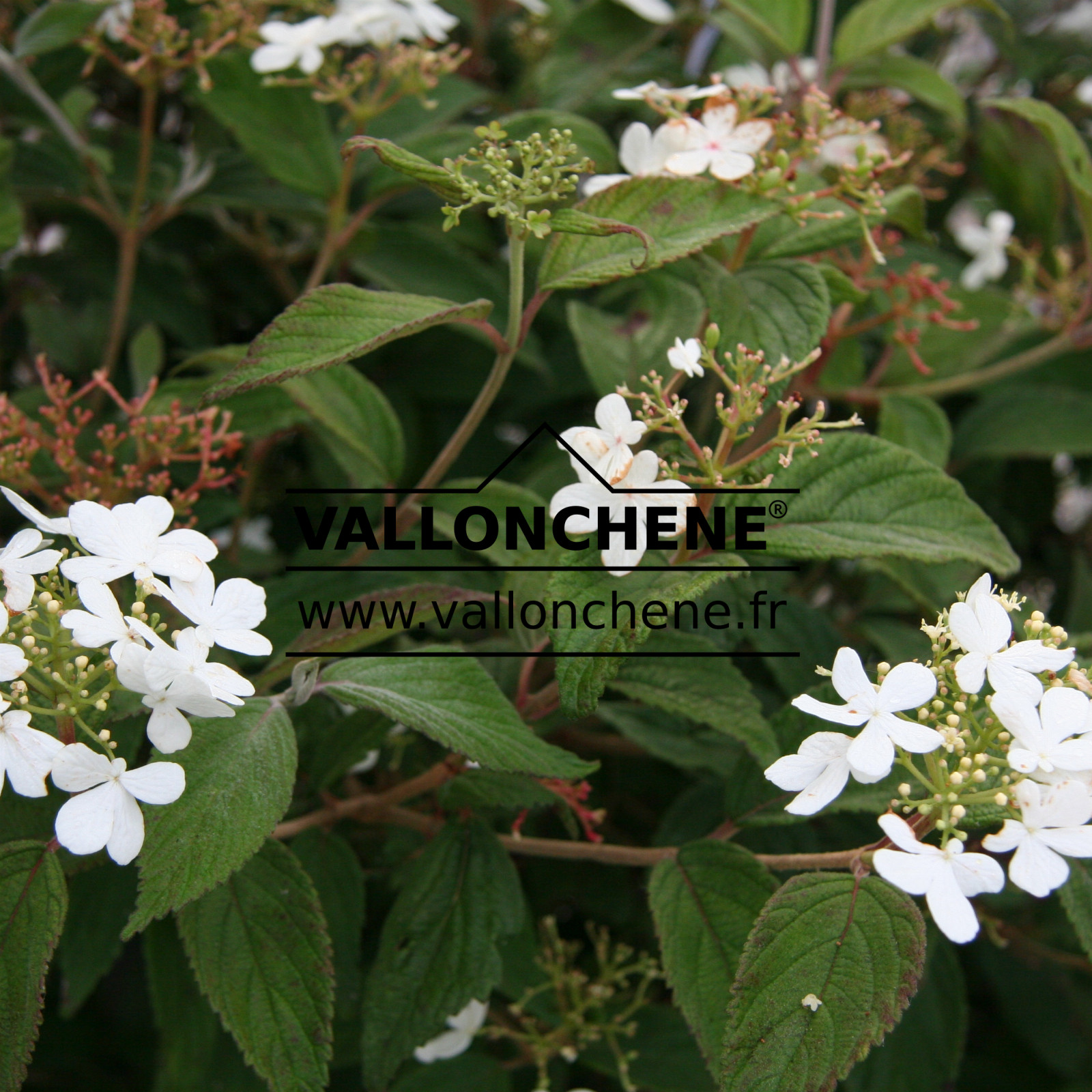 VIBURNUM plicatum ‚Watanabe‘ en Septembre