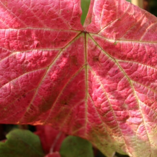 VITIS coignetiae en Septembre