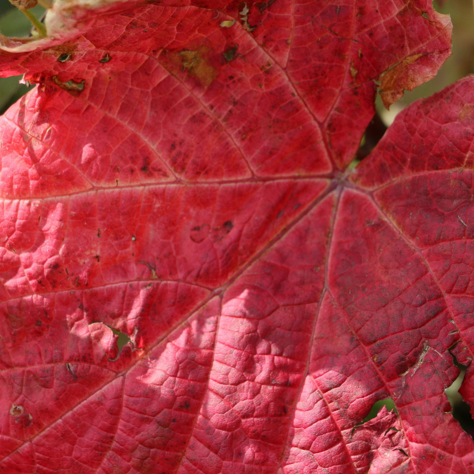 VITIS coignetiae en Septembre