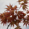 ACER palmatum 'Kurenai' en Mars