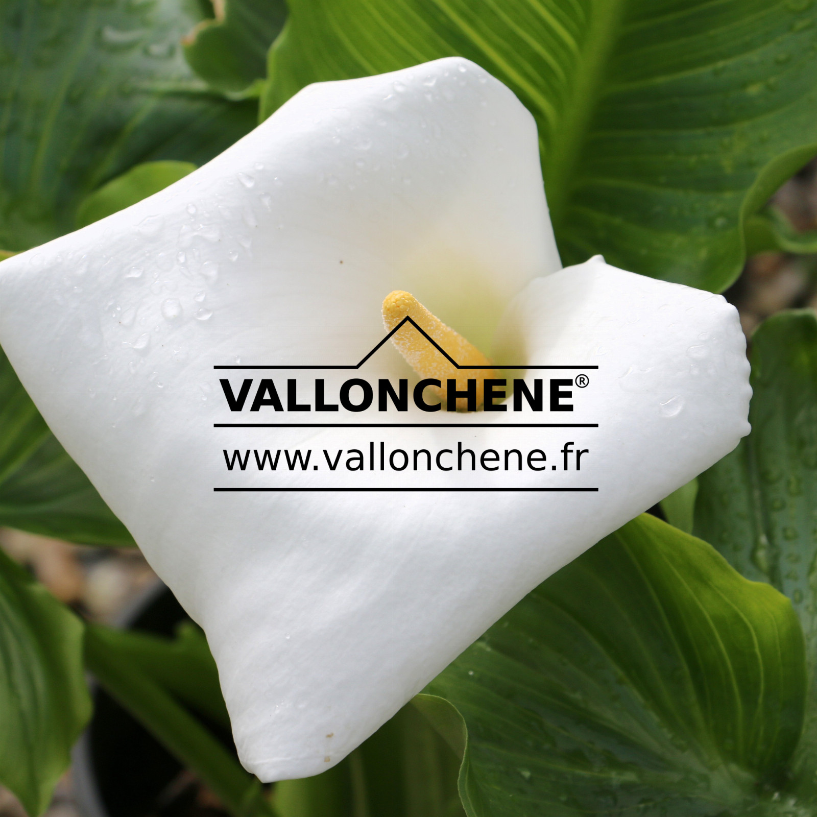 ZANTEDESCHIA aethiopica en Mai