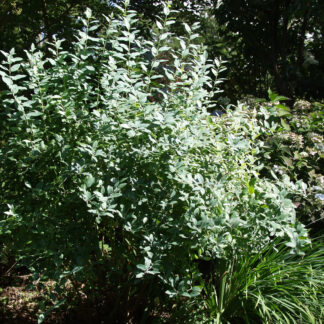 ZENOBIA pulverulenta 'Blue Sky' en Août