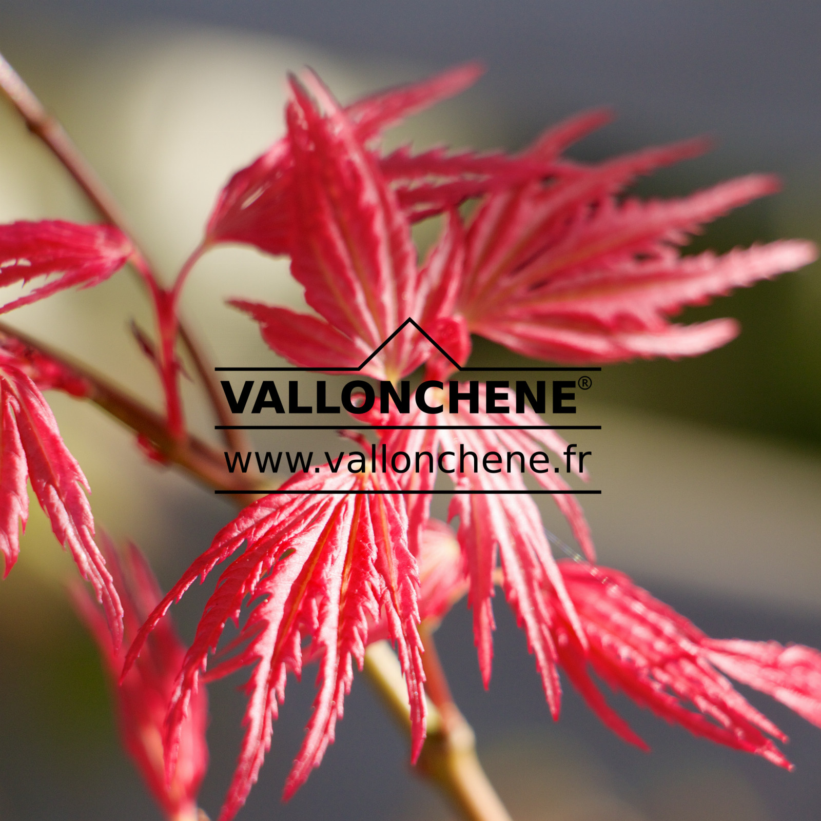 ACER palmatum ‚Kurenai‘ en Avril