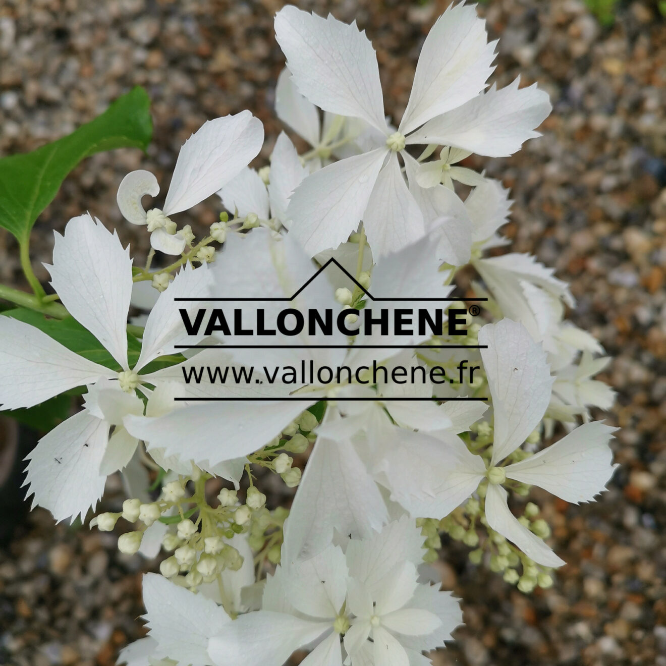 HYDRANGEA paniculata 'Bridal Veil' panicled hydrangea