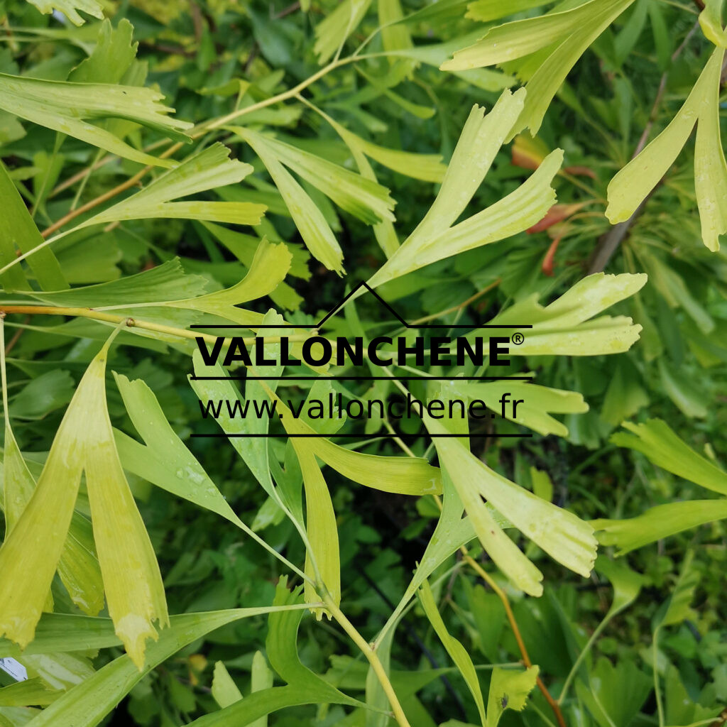 Ginkgo Biloba Saratoga Maidenhair Tree
