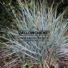 AGROPYRON magellanicum en août