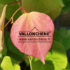 CERCIS canadensis ‚The Rising Sun‘ en Juillet