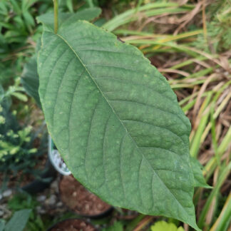 ASIMINA triloba en Septembre