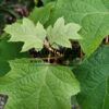 HYDRANGEA quercifolia 'Sikes Dwarf', foliage