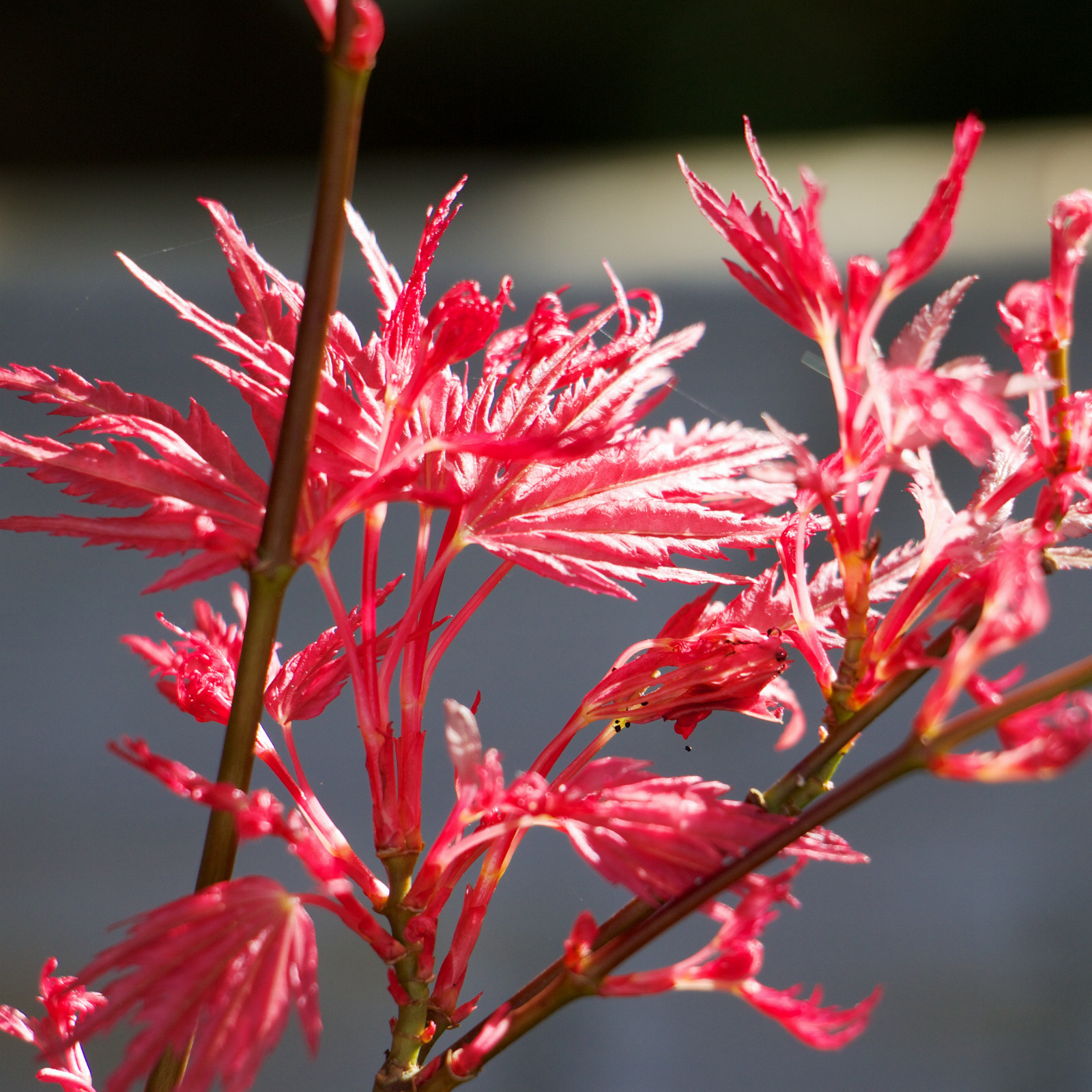 ACER palmatum ‘Kurenai’ en Avril