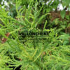 CRYPTOMERIA japonica 'Spiraliter Falcata'