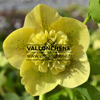 HELLEBORUS x orientalis anemone 'Yellow Spotted' (jaune moucheté)