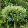 CHAMAECYPARIS pisifera ‘Snow’ en Septembre