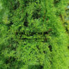 THUJA occidentalis ‘Emeraude’ (THUYA Smaragd) en Septembre