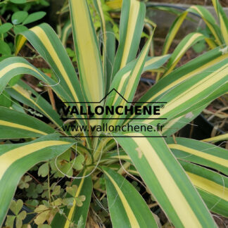 YUCCA filamentosa 'Golden Sword'