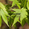ACER palmatum ‚Lucky Star‘ en Avril