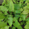 Follaje verde con tallos rojos del Stachyurus chinensis ‘Celina’.