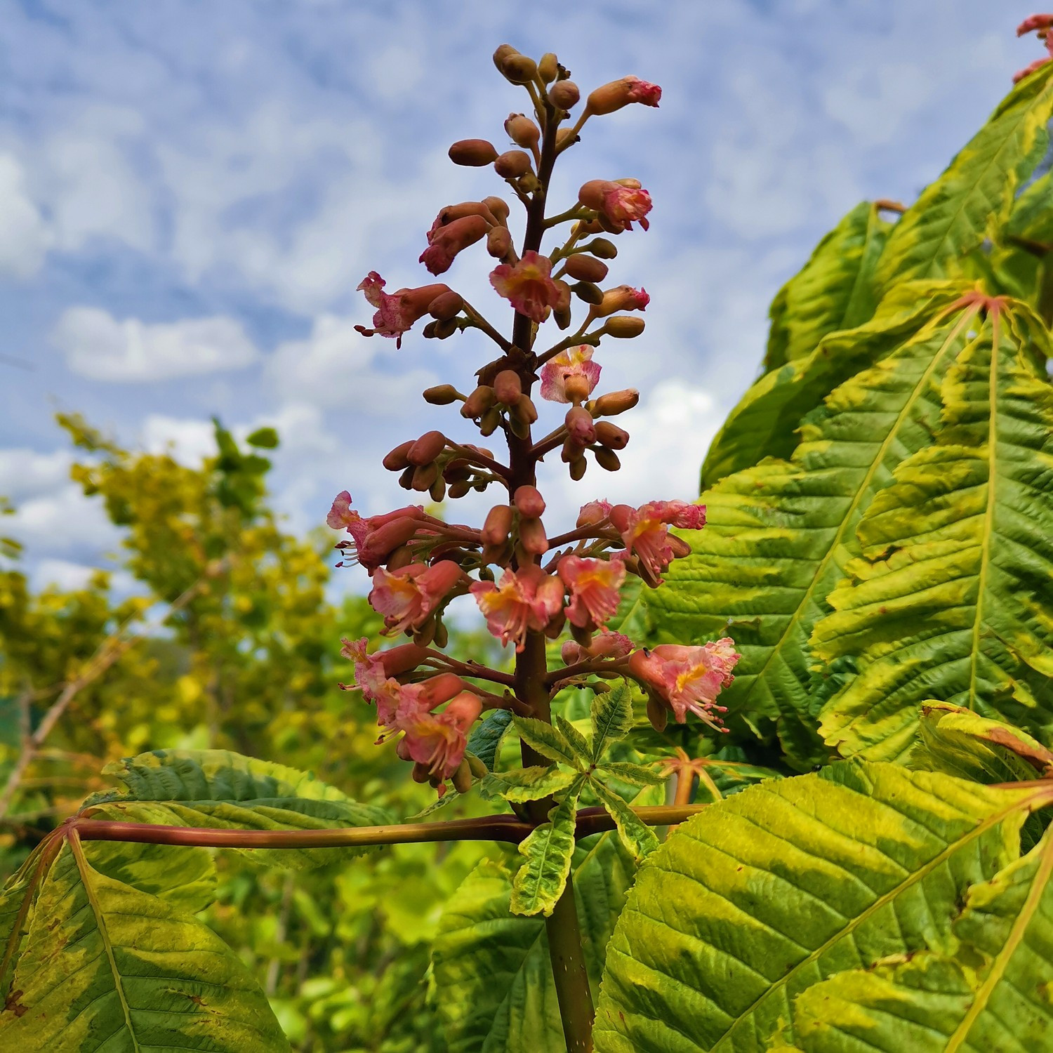 Fleur de l’AESCULUS x carnea ‚Aureomarginata‘