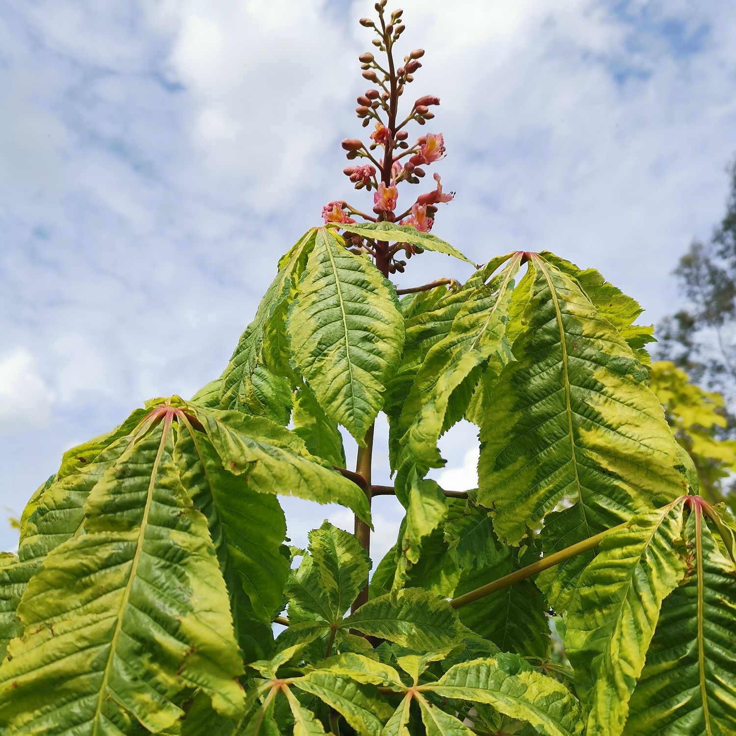 Feuillage et fleur de l'AESCULUS x carnea 'Aureomarginata'