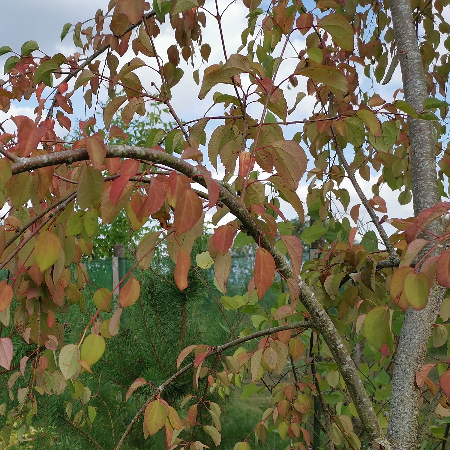CERCIDIPHYLLUM japonicum f. pendulum en automne