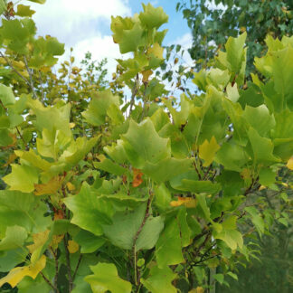 LIRIODENDRON tulipifera 'Fastigiatum' en Septembre