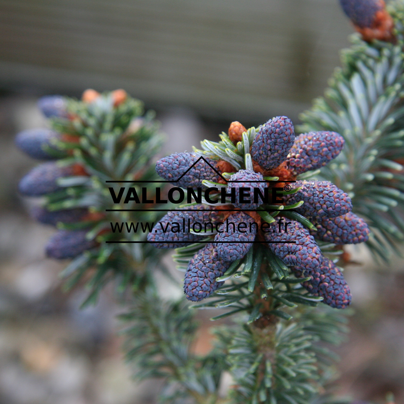 ABIES delavayi 'Buchanan' en Avril