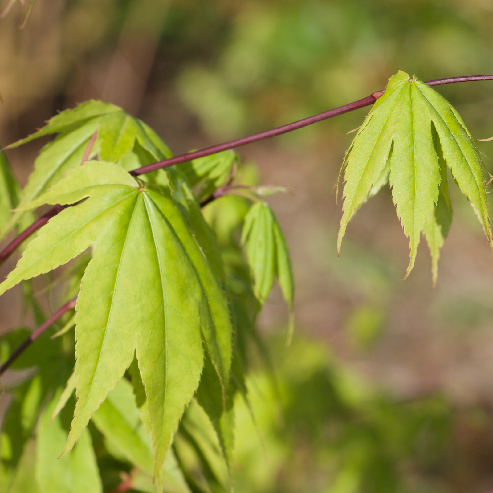 ACER palmatum ‚Lucky Star‘ en Avril