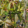 AESCULUS glabra ‚October Red‘ – marronier glabre en Septembre