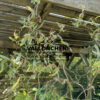 Bois du SALIX babylonica ‘Tortuosa’