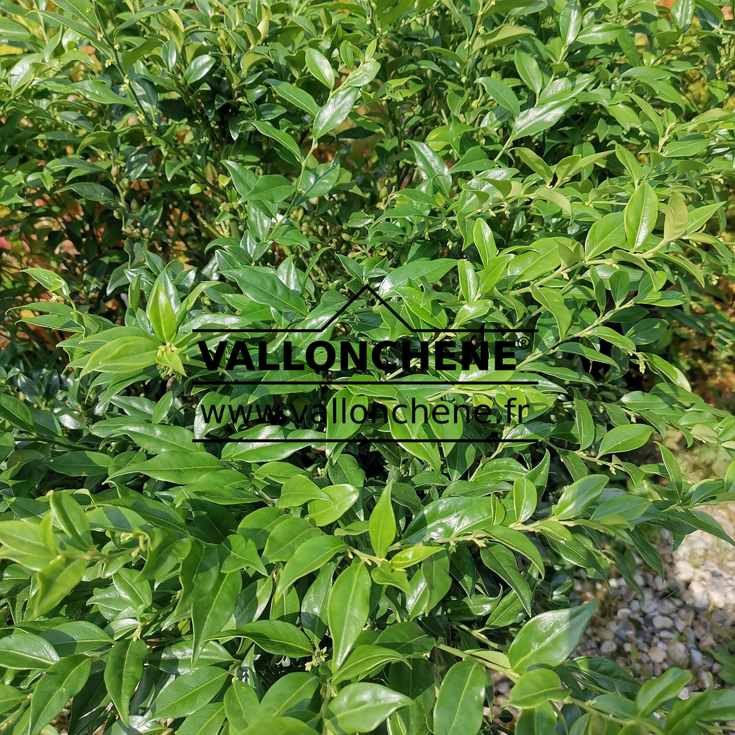 Feuillage de SARCOCOCCA hookeriana