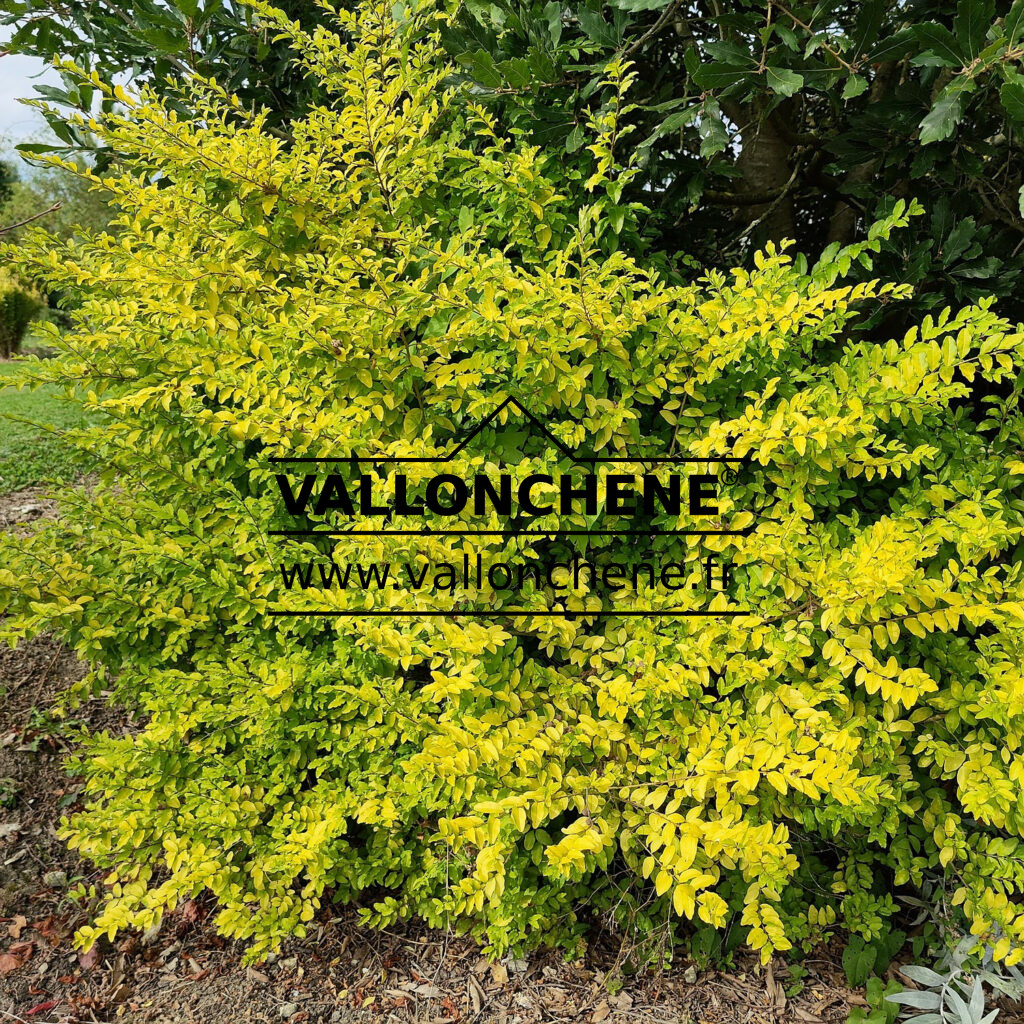 LIGUSTRUM ovalifolium 'Lemon and Lime' troène de Califonrie doré