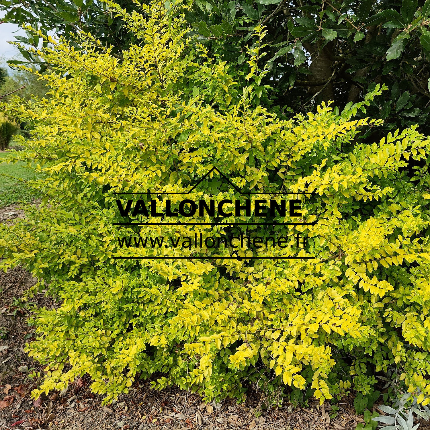 Buisson de LIGUSTRUM ovalifolium ‘Lemon and Lime’ en Septembre